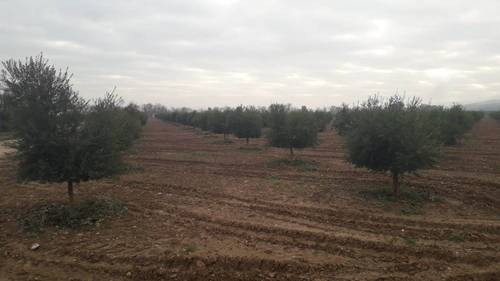 imagen 1 de Preciosa finca de olivar intensivo en Andújar
