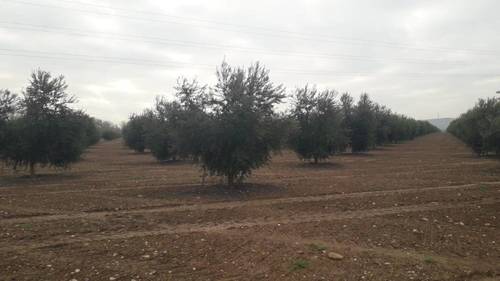 imagen 2 de Preciosa finca de olivar intensivo en Andújar