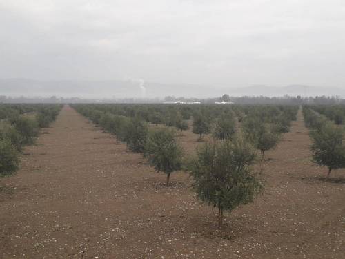 imagen 4 de Preciosa finca de olivar intensivo en Andújar