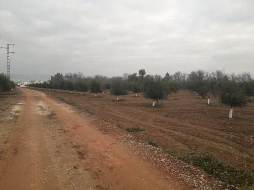 imagen 7 de Preciosa finca de olivar intensivo en Andújar