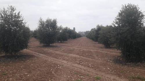 imagen 8 de Preciosa finca de olivar intensivo en Andújar