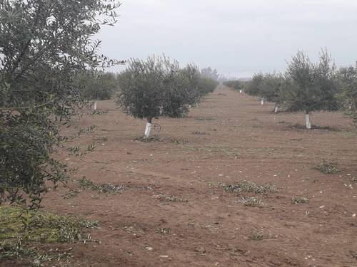imagen 6 de Preciosa finca de olivar intensivo en Andújar