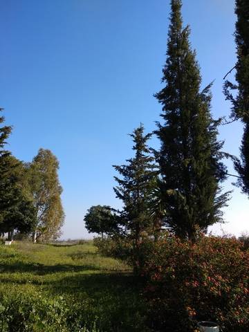 imagen 1 de Finca rústica con pequeña construcción en Alcalá de Guadaira