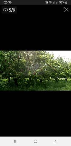 imagen 3 de Finca con casería y lagar en Cazalla de la Sierra (Sevilla)