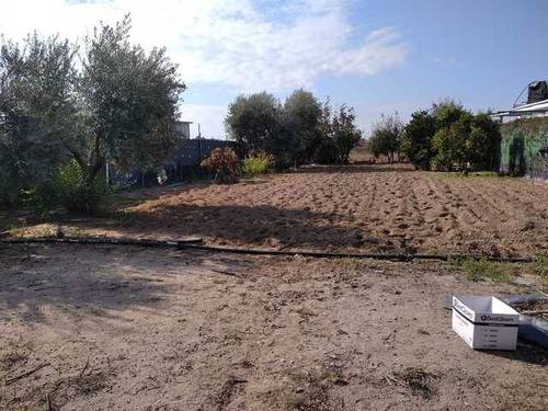 imagen 1 de Venta de parcela con olivos en Los Palacios