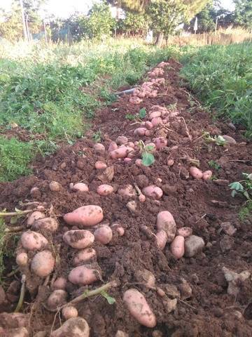 imagen 1 de Venta de finca a 10 min de Sevilla