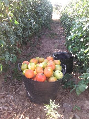 imagen 3 de Venta de finca a 10 min de Sevilla