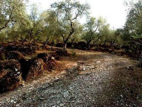 imagen 4 de Venta de finca vallada en Almadén de la Plata