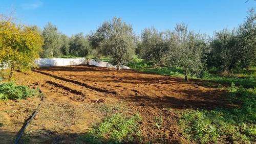 imagen 1 de Venta de olivar con casa
