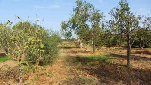imagen 4 de Venta de finca con casa en Lebrija