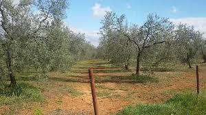 imagen 2 de Venta de finca de olivos edificable en Pilas