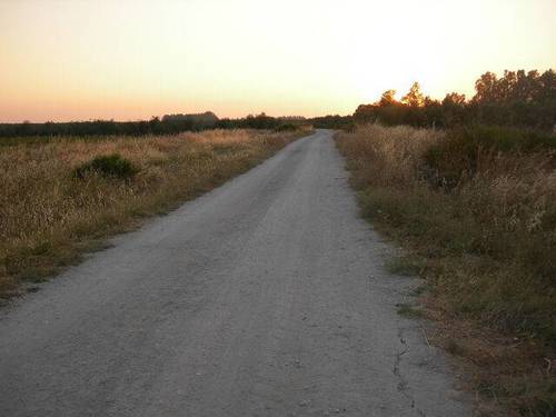 imagen 1 de Venta de olivar con buen acceso en Arahal