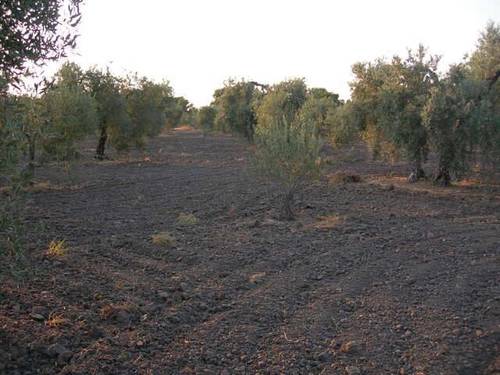 imagen 2 de Venta de olivar con buen acceso en Arahal
