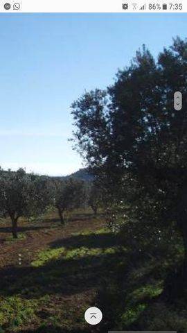 imagen 1 de Venta de parcela de olivar en Carmona (Sevilla)