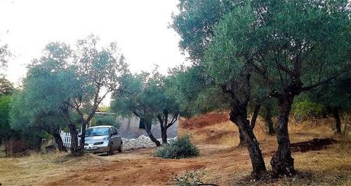 imagen 1 de Venta de olivar con casa en El Pedroso (Sevilla)