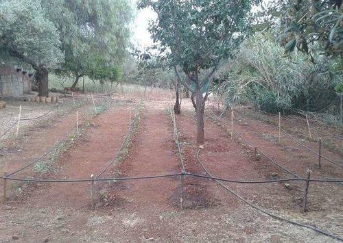 imagen 5 de Venta de olivar con casa en El Pedroso (Sevilla)