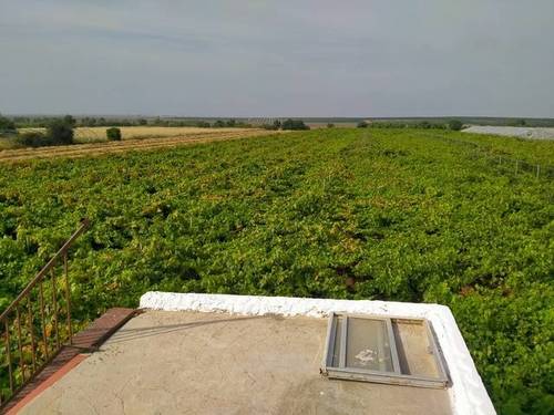 imagen 3 de Venta de finca con casa y viñedo en Dos Hermanas