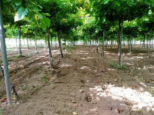 imagen 2 de Venta de finca con casa y viñedo en Dos Hermanas