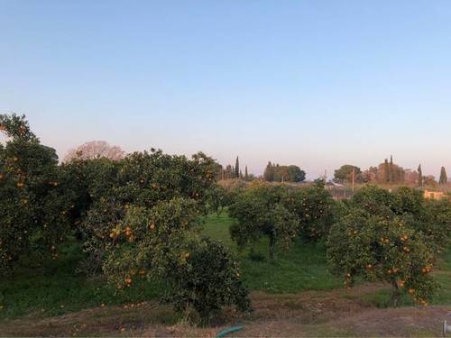 imagen 3 de Venta de finca con casa y bien ubicada en Sanlucar la Mayor