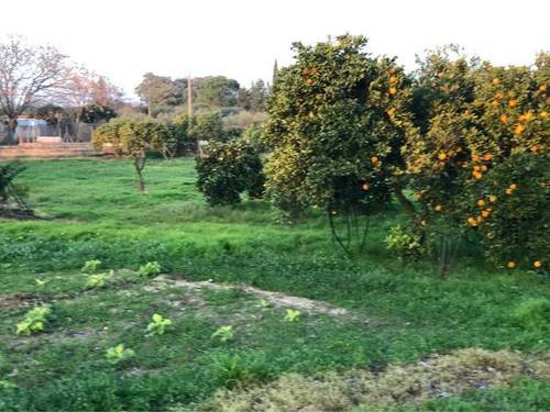 imagen 5 de Venta de finca con casa y bien ubicada en Sanlucar la Mayor