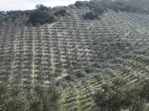 imagen 2 de Venta de finca con caserío y olivar en Osuna