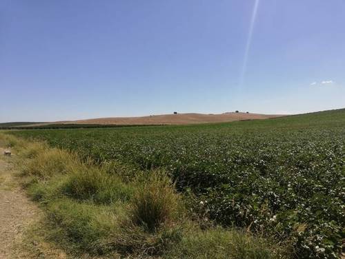 imagen 1 de Venta de finca de regadío en Carmona