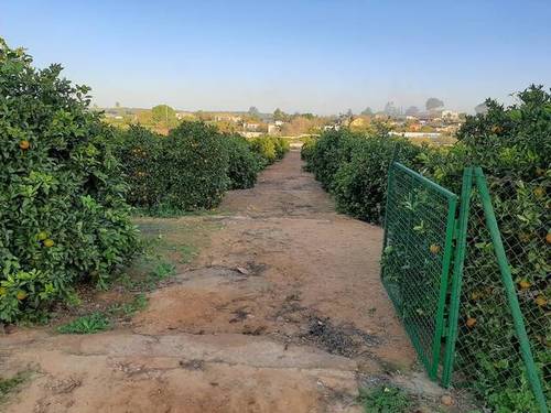 imagen 6 de Venta de bonita finca con chalet y plaza de toros en Utrera