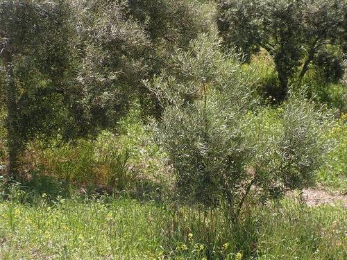imagen 2 de Venta de finca de olivar en Pruna (Sevilla)
