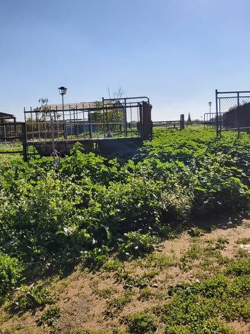 imagen 5 de Venta de finca con dos naves en Pilas