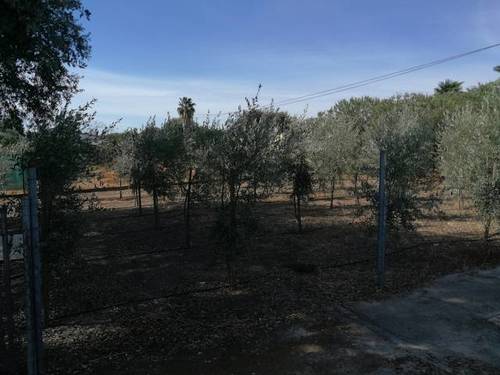 imagen 4 de Venta de parcela con casa y plaza de toros en Guillena
