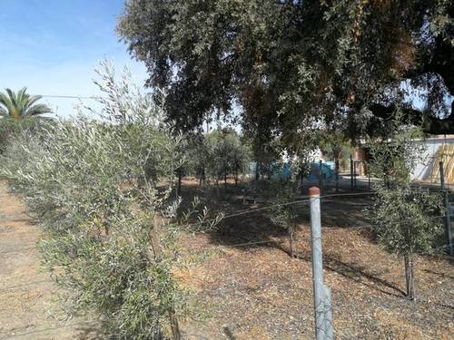 imagen 3 de Venta de parcela con casa y plaza de toros en Guillena