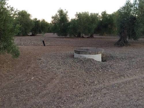 imagen 1 de Venta de olivar en Cazalla de la sierra