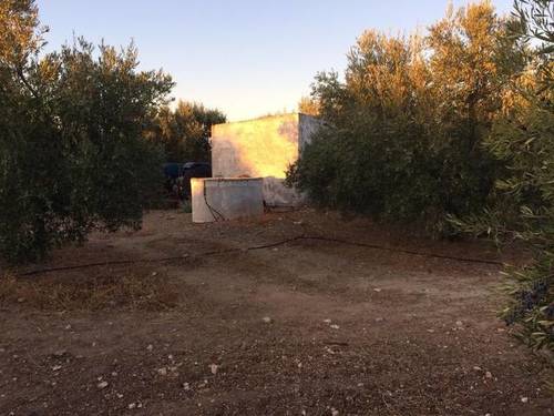 imagen 2 de Venta de olivar en Cazalla de la sierra