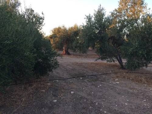 imagen 3 de Venta de olivar en Cazalla de la sierra