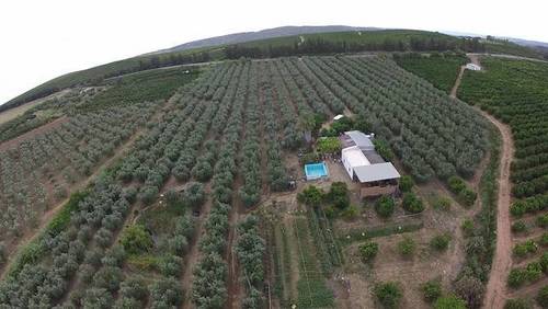 imagen 1 de Venta de finca con casa, nave y olivar en Cantillana