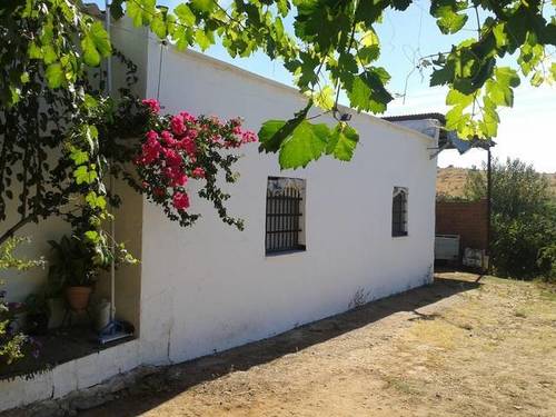 imagen 6 de Venta de finca con casa, nave y olivar en Cantillana