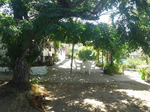 imagen 4 de Venta de finca con casa, nave y olivar en Cantillana