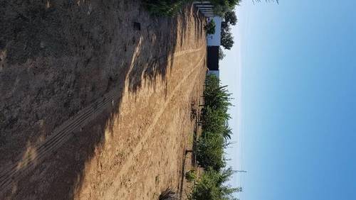 imagen 5 de Venta de parcela con casa y frutales en Pilas