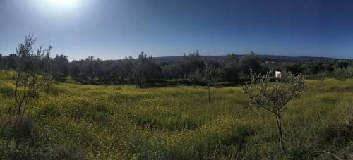 imagen 1 de Venta de finca con nave en El Pedroso