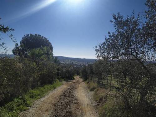 imagen 4 de Venta de finca con nave en El Pedroso