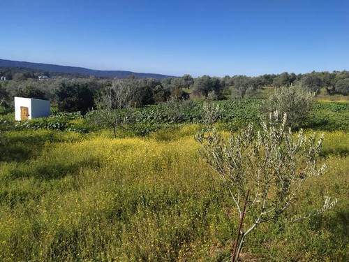 imagen 5 de Venta de finca con nave en El Pedroso