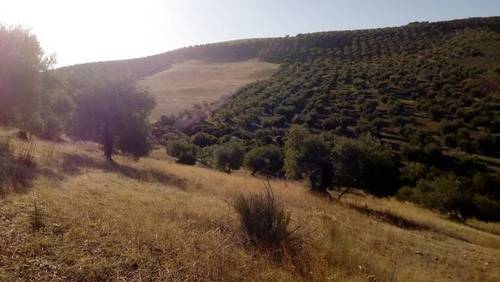imagen 1 de Venta de Olivar en Morón de la Frontera (Sevilla)