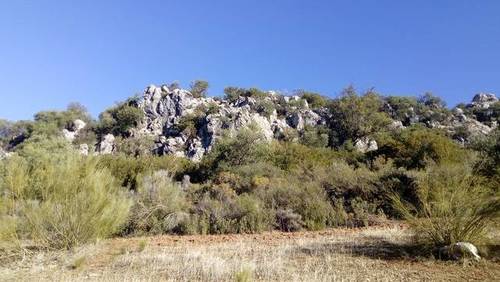 imagen 1 de Venta de Olivar en Morón de la Frontera (Sevilla)