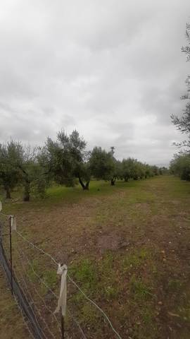 imagen 1 de Venta de terreno con casa y frutales