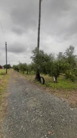 imagen 3 de Venta de terreno con casa y frutales