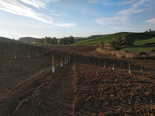 imagen 1 de Venta de finca con muchas posibilidades en Montellano