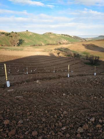 imagen 1 de Venta de finca con muchas posibilidades en Montellano