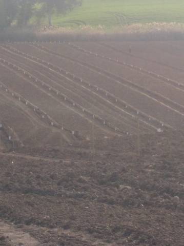 imagen 2 de Venta de finca con muchas posibilidades en Montellano