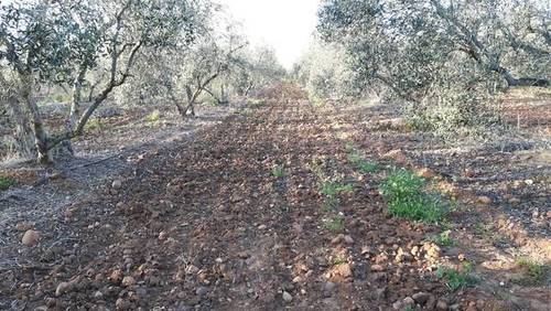 imagen 2 de Venta de olivar con casa, nave y tractor con aperos en Carmona