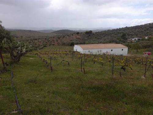imagen 6 de Venta de finca con nave en Alanis (Sevilla)